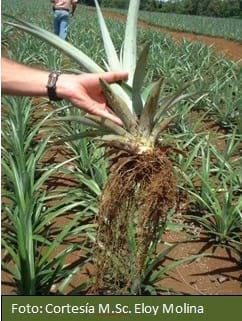 Los biofertilizantes en la agricultura - Image 2