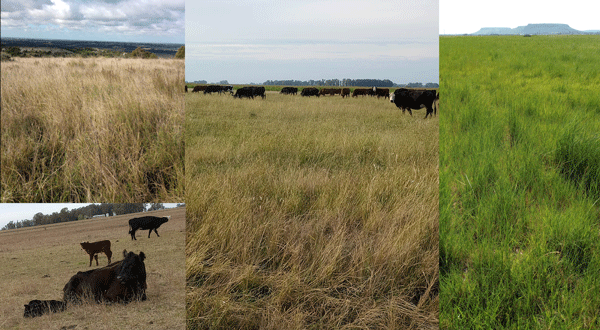 Figura 3. Izquierda arriba: lote natural en descanso; izquierda abajo y centro: hacienda en pastoreo en época invernal; derecha: lote natural en descanso en época de alto crecimiento.