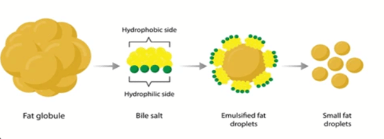 ¿Cómo se emulsionan las grasas?