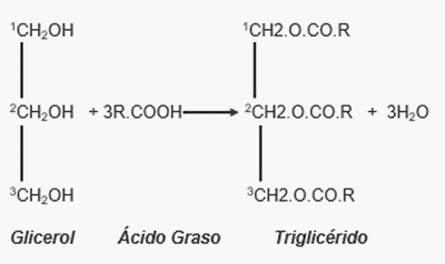 Importancia de las grasas o aceites en la nutrición animal - Image 1