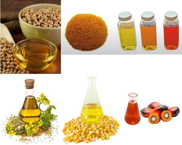 Importancia de las grasas o aceites en la nutrición animal - Image 1