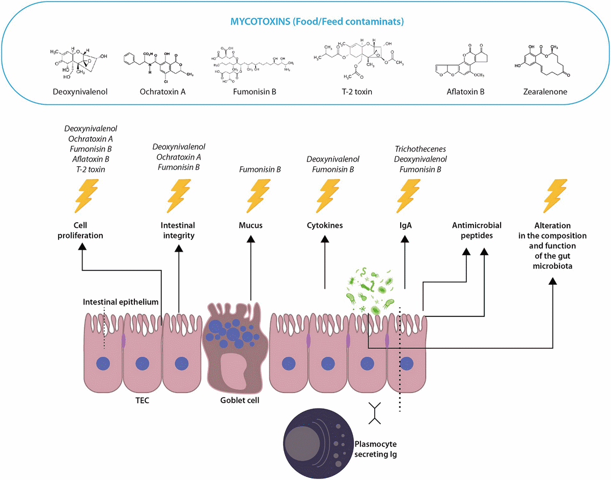 Mycotoxins and coccidiosis in poultry – co-occurrence, interaction, and effects - Image 1