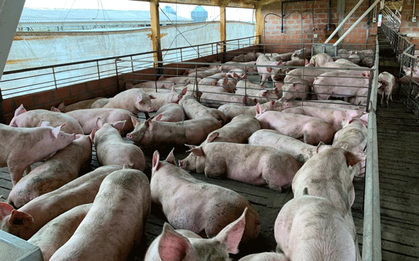 Aumento del Índice de Conversión