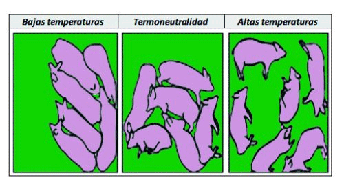 Confort Térmico en Recría - Image 1