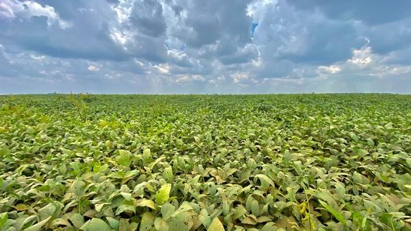 La Producción de Soya en la Altillanura está impulsando la sustitución de importaciones - Image 1