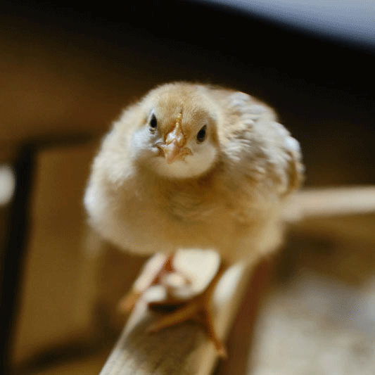 La fibra como nutriente en las dietas de levante de pollonas y gallinas ponedoras