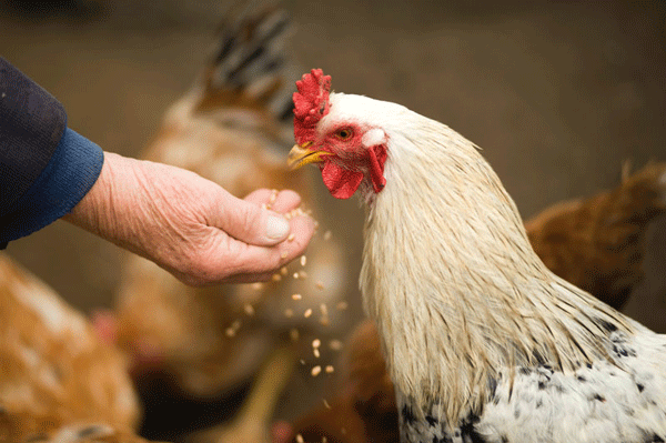 La fibra como nutriente en las dietas de levante de pollonas y gallinas ponedoras - Image 1