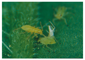 Foto 1. Macrolopus caliginosus atacando a un pulgón. Foto IRTA