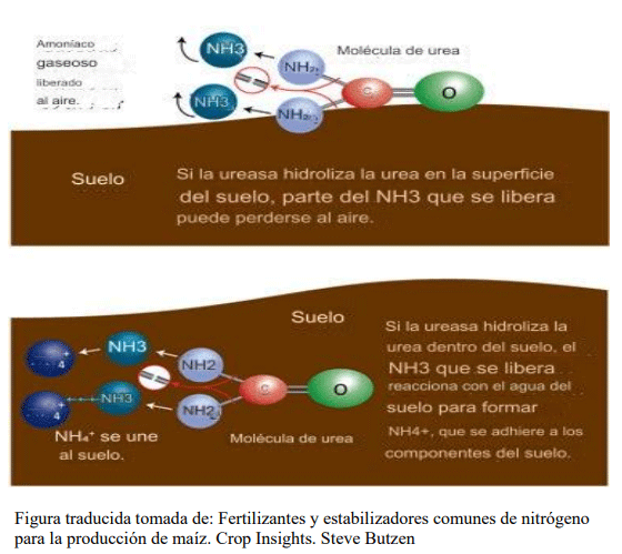 Figura traducida tomada de: Fertilizantes y estabilizadores comunes de nitrógeno para la producción de maíz. Crop Insights. Steve Butzen