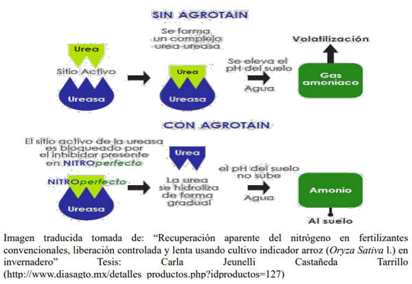 Imagen traducida tomada de: “Recuperación aparente del nitrógeno en fertilizantes convencionales, liberación controlada y lenta usando cultivo indicador arroz (Oryza Sativa l.) en invernadero” Tesis: Carla Jeunelli Castañeda Tarrillo (http://www.diasagto.mx/detalles productos.php?idproductos=127)