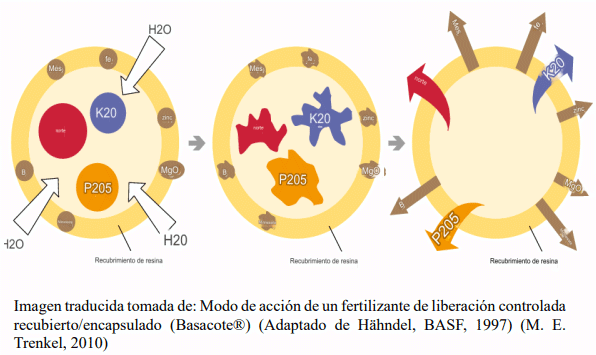 Imagen traducida tomada de: Modo de acción de un fertilizante de liberación controlada recubierto/encapsulado (Basacote®) (Adaptado de Hähndel, BASF, 1997) (M. E. Trenkel, 2010)