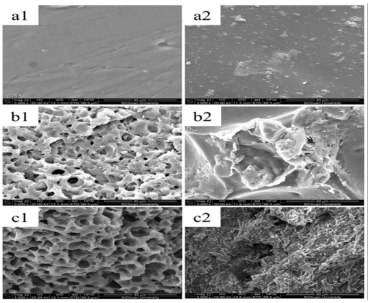 Imágenes de muestras de control (a) y fertilizante a base de colágeno (b,c) antes (1) y después (2) de la degradación en suelos (a,b) y en medio Ensifer sp. Y1 (una cepa de bacteria aislada del suelo. Puede utilizar el biofertilizante recién preparado como fuente de carbono para crecer) (c). Hu, Z.Y.; Chen, G.; Yi, S.H.;Wang, Y.; Liu, Q.;Wang, R. Multifunctional porous hydrogel with nutrient controlled-release and excellent biodegradation. J. Environ. Chem. Eng. 2021, 9, 106146.