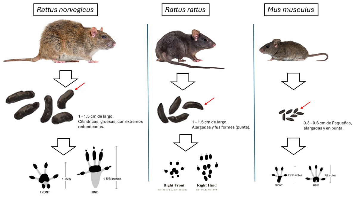 Control de Roedores en la Agroindustria: Estrategias y Resultados - Image 3
