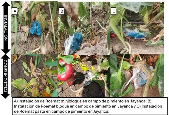 Control de Roedores en la Agroindustria: Estrategias y Resultados - Image 3