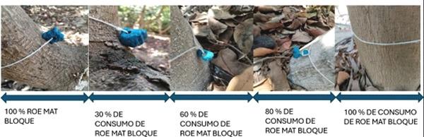 Control de Roedores en la Agroindustria: Estrategias y Resultados - Image 2