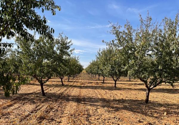 ‘Intensia’ el nuevo portainjerto para almendro, adaptado a modelos intensivos y de alta densidad - Image 2