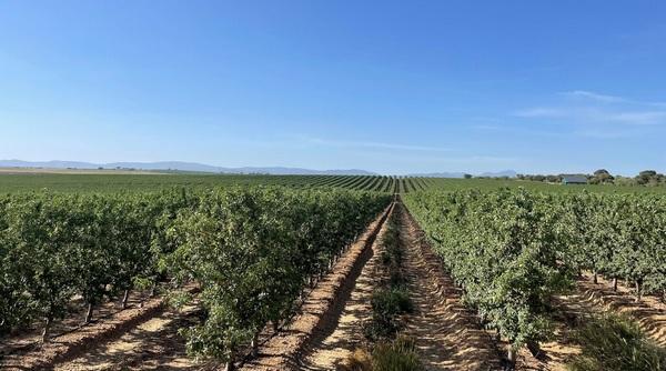 ‘Intensia’ el nuevo portainjerto para almendro, adaptado a modelos intensivos y de alta densidad - Image 3