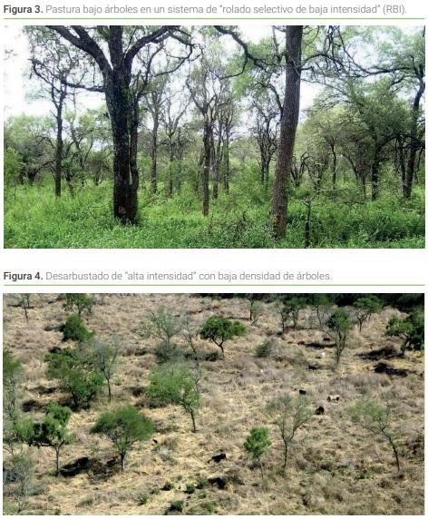 Sistemas silvopastoriles y manejo de bosque con ganadería integrada en la región del Chaco semiárido - Image 3