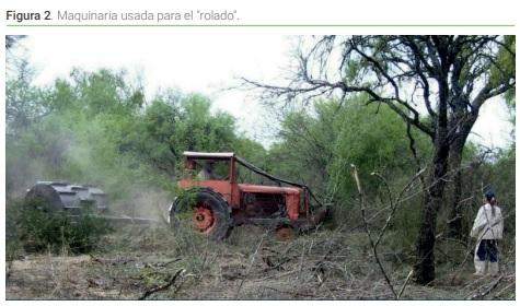 Sistemas silvopastoriles y manejo de bosque con ganadería integrada en la región del Chaco semiárido - Image 2