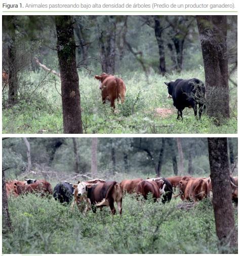 Sistemas silvopastoriles y manejo de bosque con ganadería integrada en la región del Chaco semiárido - Image 1