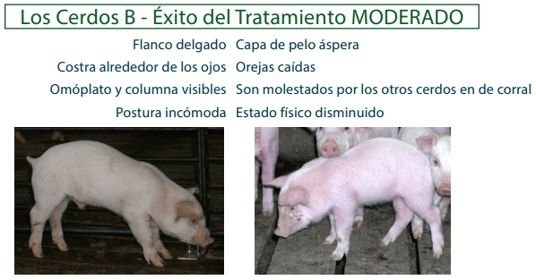 Los Cerdos B - Éxito del Tratamiento MODERADO