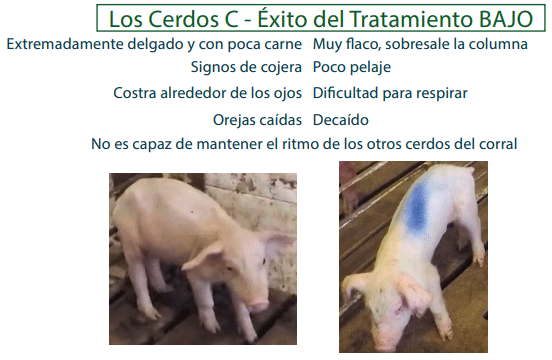 Los Cerdos C - Éxito del Tratamiento BAJO