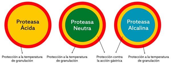 Cómo las Enzimas optimizan la digestibilidad y mejoran el rendimiento animal - Image 1