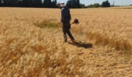 Distribución de los rastrojos de cosecha en un cultivo de trigo - Image 2