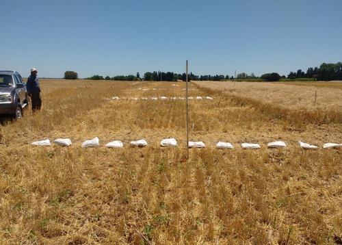 Distribución de los rastrojos de cosecha en un cultivo de trigo - Image 4