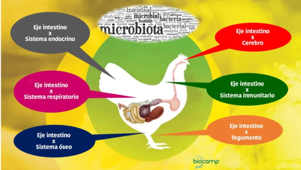 Figura 1 – Los diferentes ejes que actúan sobre el organismo de las aves.