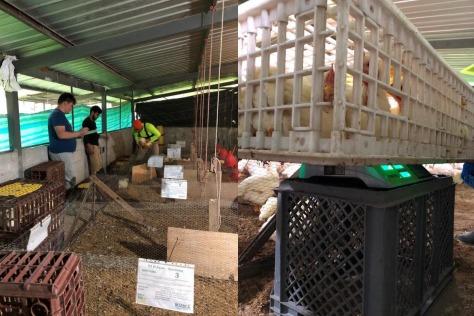 Fuentes proteicas alternativas en la etapa de preinicio de pollos de engorde - Image 1