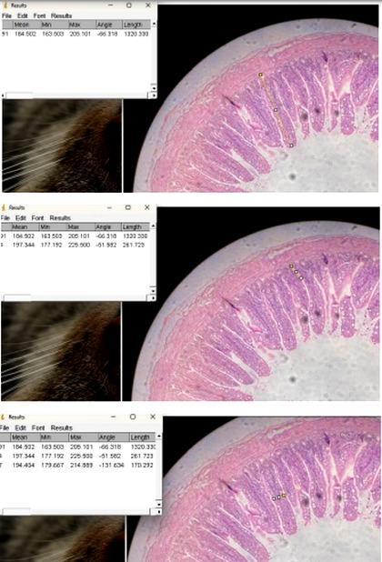 Evaluación del butirato de sodio sobre los índices productivos y morfometría de las vellosidades intestinales en pollos de engorde - Image 1