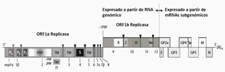 Síndrome Reproductivo y Respiratorio Porcino: Una revisión del agente etiológico y su influencia en el comportamiento actual de la enfermedad - Image 1