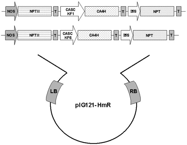 Figura 6. Chasis del gen con promotores específicos con respuesta a irradiación UV en pIG121-HmR