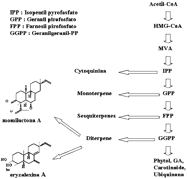 Figura 3. Esquema del proceso de los isoprenoides