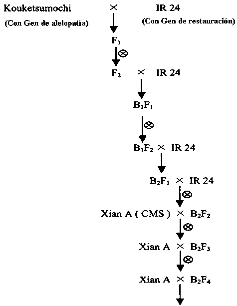 Figura 5. Esquema para introducir un gene alelopático favorable en arroz híbrido del donante ‘Kouketsumochi’ en el parental recurrente ‘IR24’, línea restauradora por retrocruza y autofecundación simultáneas.