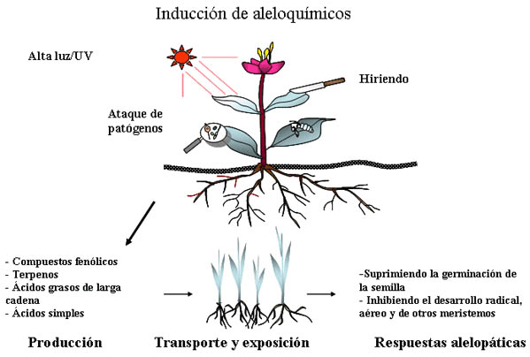 Figura 1. Inducción de compuestos aleloquímicos por estreses ambientales