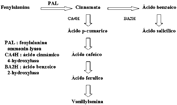 Figura 2. Esquema del proceso del fenilpropanoide