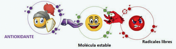 Figura 1. Mecanismo de acción de los antioxidantes contra los radicales libre.s