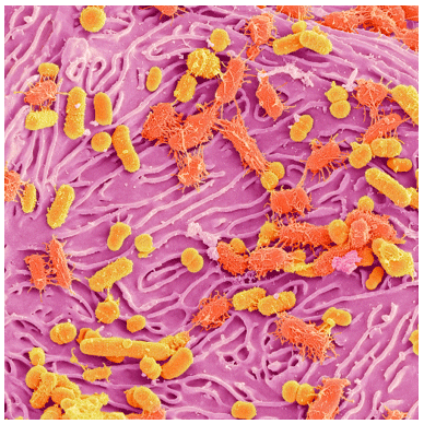 2. Modulación de la microbiota saprófita