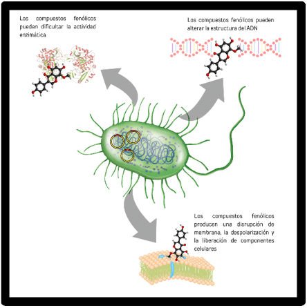 1. Actividad antimicrobiana directa