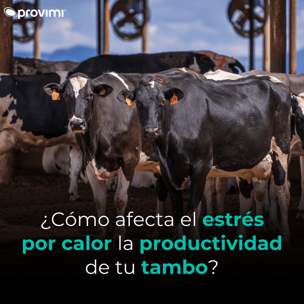 ¿Cómo afecta el estrés por calor la productividad de tu tambo? - Image 1