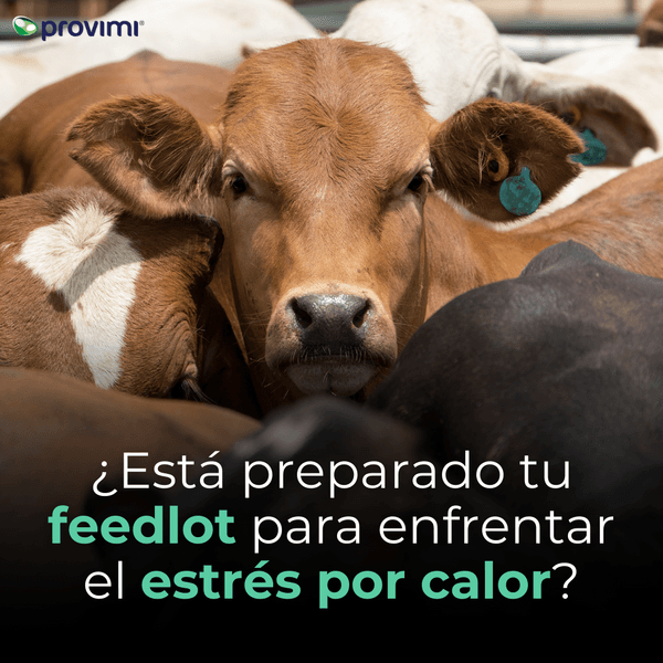 ¿Está preparado tu feedlot para enfrentar el estrés por calor? - Image 1