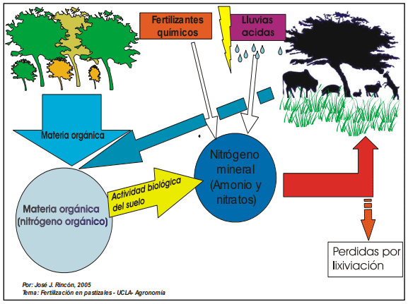 Figura 1. Diagrama del ciclo del nitrógeno en el suelo.