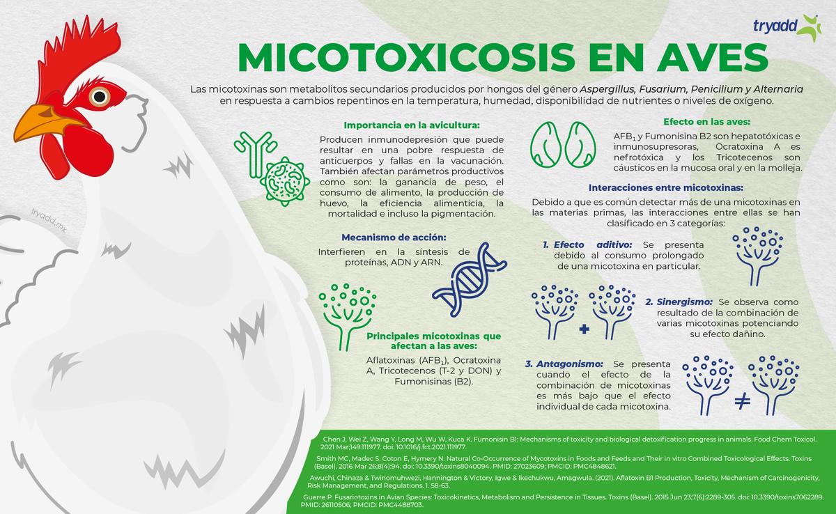 Las micotoxinas y su impacto en la producción pecuaria - Image 1