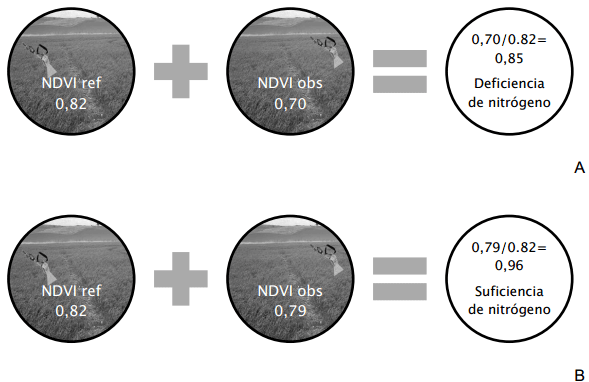 Utilización de sensores remotos para mejorar el manejo de la nutrición nitrogenada en trigo y en cebada - Image 5