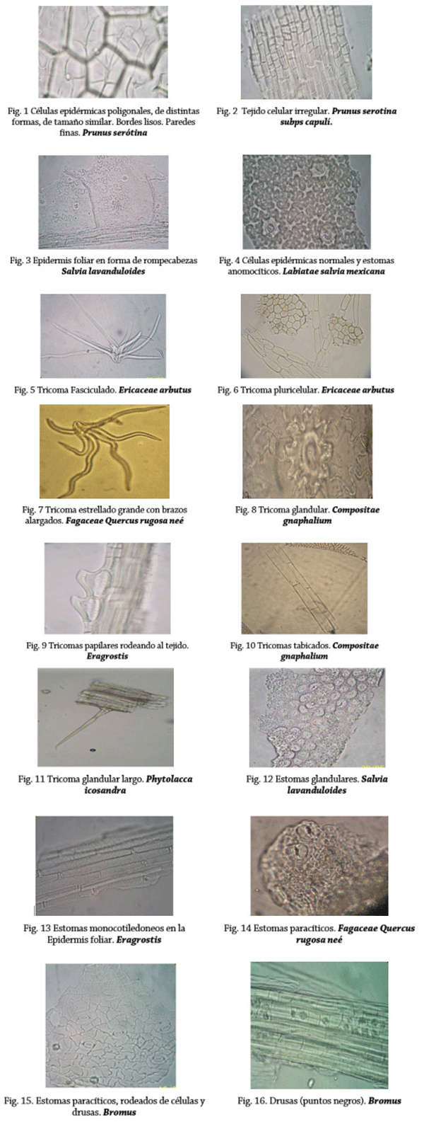 Modificaciones a la técnica de Microhistología vegetal - Image 1