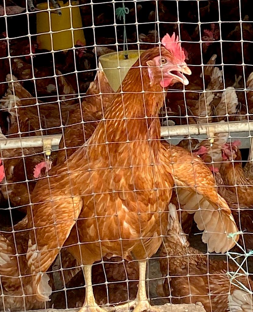 STRESS POR CALOR EN GALLINAS  - 1