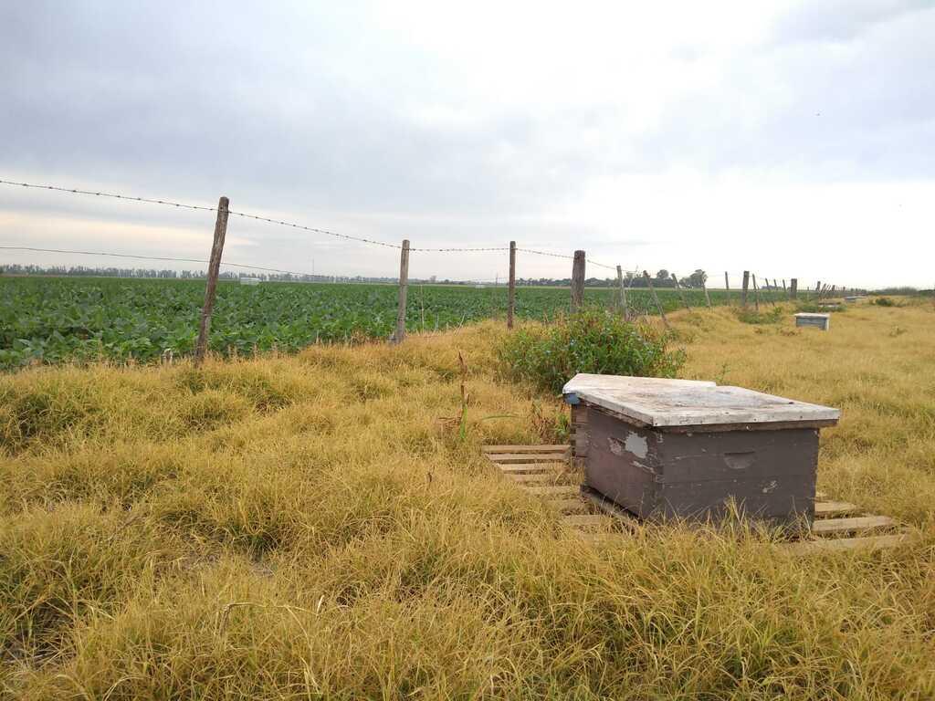 Aplicando la ciencia de la polinización en la producción de soja - 2