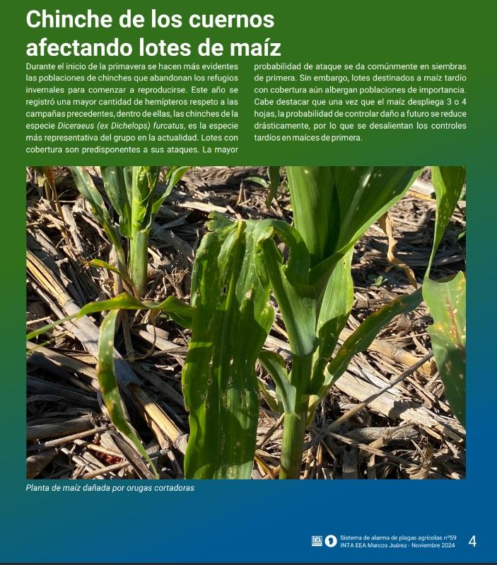 Informe del sistema de alarma de plagas del INTA Marcos Juárez - N°59 - Noviembre 2024 - 4